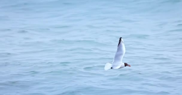 Möwe Lachmöwe Wildvogel Fliegen Himmel Über Meerwasser Und Suchen Nahrung — Stockvideo