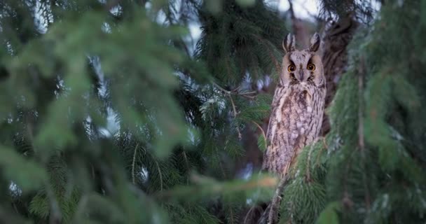 Довговуха Сова Дикої Природи Птах Спостерігає Гілки Соснового Дерева Таємничому — стокове відео