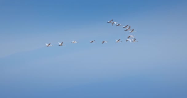 空を飛ぶ白鳥 白鳥の群れ 野生動物の移行4Kスローモーションビデオ — ストック動画