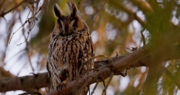 Burung Hantu Bertelinga Panjang Mengamati Dari Cabang Pohon Pinus Dalam — Stok Video