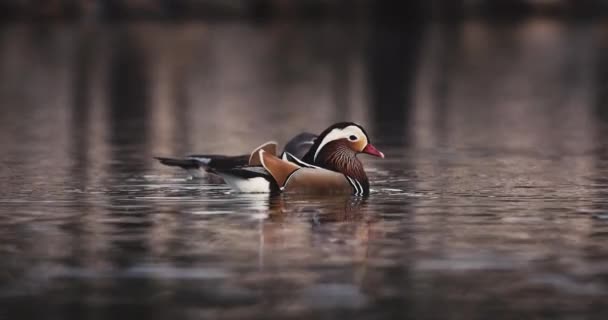 Family Little Duckling Mandarin Duck Floating Lake Water — Stock Video