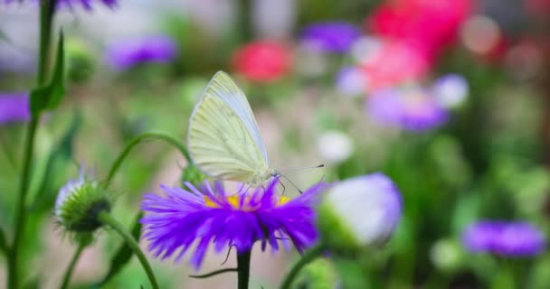 Колір Метелик Збирає Пилок Фіолетового Квітучого Квітки Саду Квіткове Весняне — стокове відео