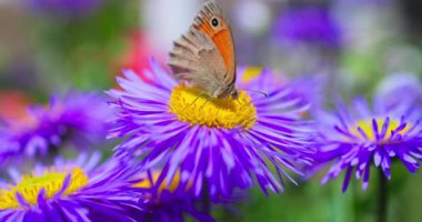 Renkli Kelebek, bahçedeki çiçek açan mor çiçekten polen balı topluyor. Çiçekli bahar tarlası, 4k yavaş çekim videosu.