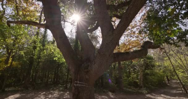 森の中の雄大な緑のオークの木と輝く太陽の光 4Kビデオ — ストック動画