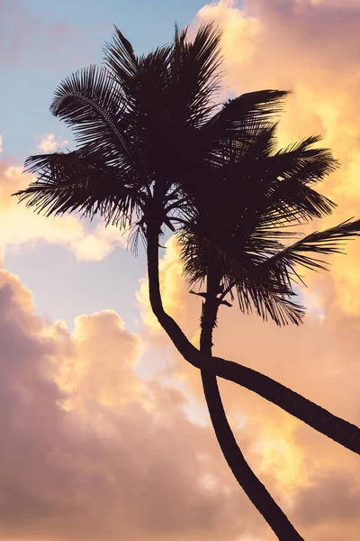 热带夕阳西下 棕榈树的轮廓映衬着美丽的云彩和天空 加勒比岛屿日出和棕榈树 — 图库照片