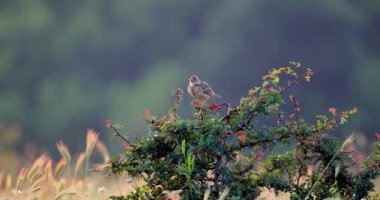Skylark yeşil bir ormanda cıvıldayan bir ağaç dalına tünedi. 4K video.