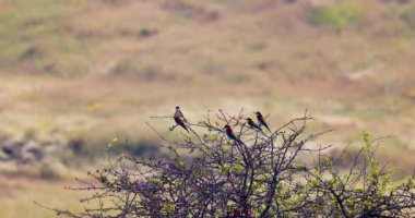 Arı yiyen renkli kuşlar, doğal yaşam alanları olan 4K 'da ağaç dalında duruyorlar.