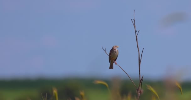 Corn Bunting Songbird Miliaria Calandra Bird Sentado Rama Árbol — Vídeos de Stock