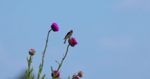 Goldfinch Pássaro Animais Selvagens Cantarola Comendo Sementes Burro Flor Vídeo — Vídeo de Stock