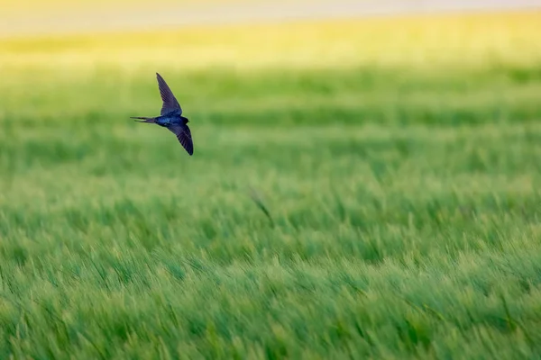 Kırsal Bölgedeki Yeşil Tarla Üzerinde Uçan Ahır Kırlangıç Kuşu — Stok fotoğraf