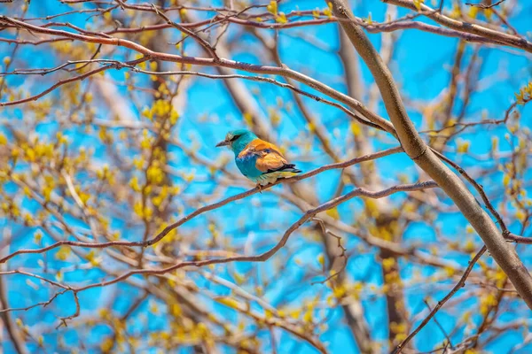 Rolo Europeu Pássaro Azul Coracias Garrulus Uma Árvore Florescente Brach — Fotografia de Stock