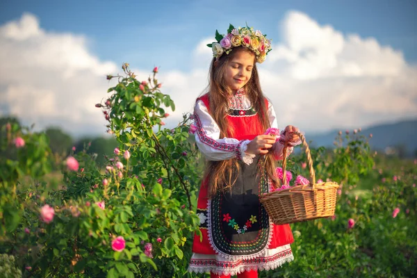 Beautiful girl, young bulgarian woman in ethnic folklore dress enjoying aromatic roses and picking perfumery oil-bearing rose (Rosa Damascena) in Rose Valley of Kazanlak
