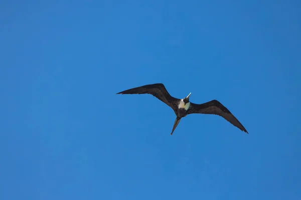 Magnífica Vista General Frigatebird Volando Cielo Azul Del Caribe Punta — Foto de Stock