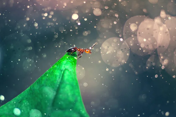 Μαύρο Μυρμήγκι Macro Closeup Στηρίζεται Ένα Πράσινο Φύλλο — Φωτογραφία Αρχείου