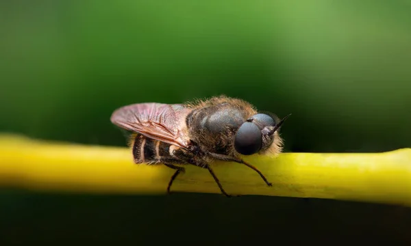 Makro Zbliżenie Pszczół Zielonym Tle Rośliny — Zdjęcie stockowe