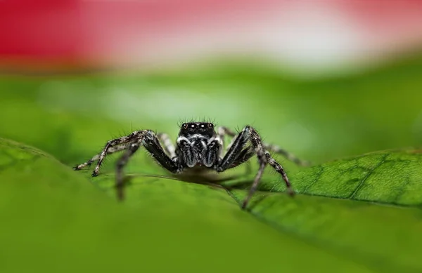 Araignée Sauteuse Macro Gros Plan Sur Une Feuille Verte — Photo