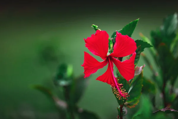 Röd Hibiskus Blomma Grön Suddig Bakgrund Karibisk Hawaiian Tropiska Blommor — Stockfoto