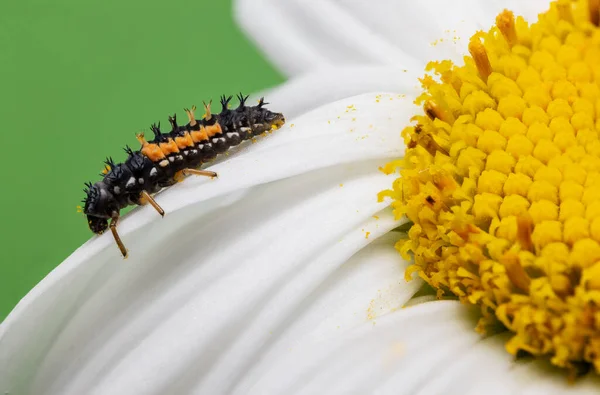 Makro Närbild Insekt Bugg Blommande Gul Blomma Som Bakgrund — Stockfoto