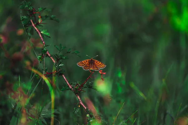 Doğadaki Renkli Kelebek Çiçek Açan Çiçeklerden Polen Topluyor — Stok fotoğraf