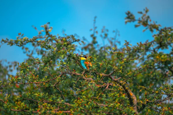 Bee Eater Color Bird Standing Tree Branch — Stock Photo, Image