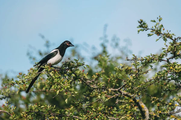 Magpie Pássaro Galho Árvore — Fotografia de Stock