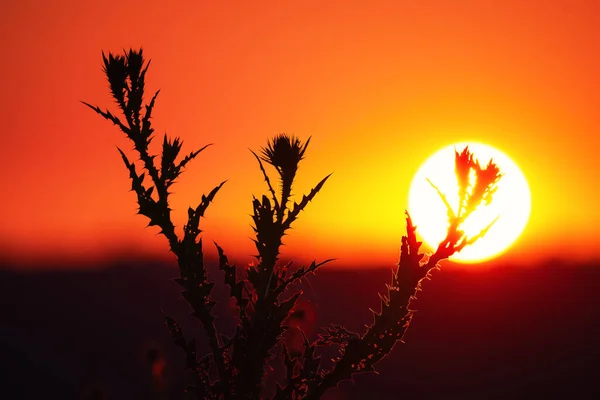 Pflanzen Sie Eselsdistel Auf Einem Sonnenuntergang Hintergrund — Stockfoto