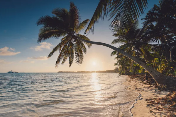 Tropisch Eiland Strand Met Palmbomen Aan Caribische Zee Kust Bij — Stockfoto