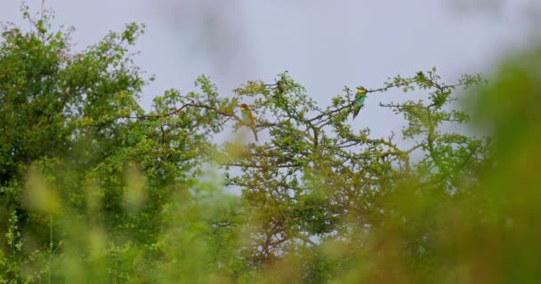 Bee Eater Color Bird Standing Blooming Tree Branch Video — Stock Video