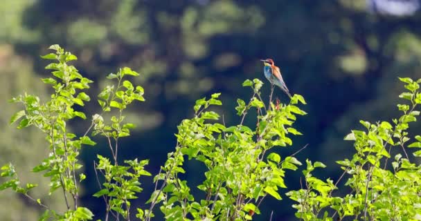 Arı Yiyen Renkli Kuş Çiçek Açan Bir Ağaç Dalının Üzerinde — Stok video