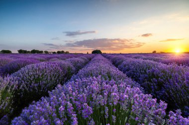 Lavender flower blooming fields in endless rows. Sunset shot clipart