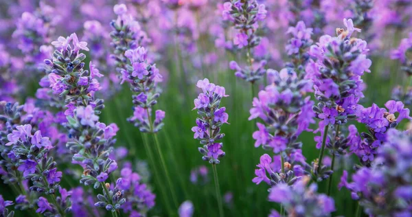 Lavender Blooming Flower Field — Stock Photo, Image