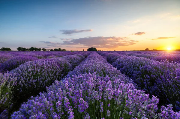 Lavendelblüten Blühende Felder Endlosen Reihen Sonnenuntergang — Stockfoto