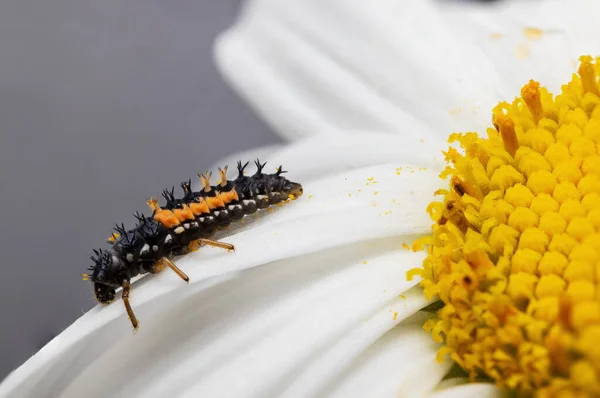 Makró Közeli Rovarok Bug Egy Virágzó Sárga Virág Mint Háttér — Stock Fotó