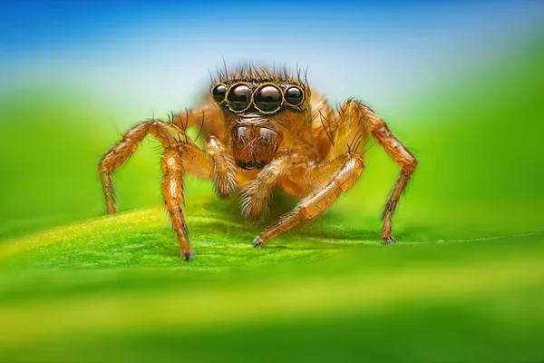 Ugráló Pók Makró Közelkép Zöld Levél Kék — Stock Fotó