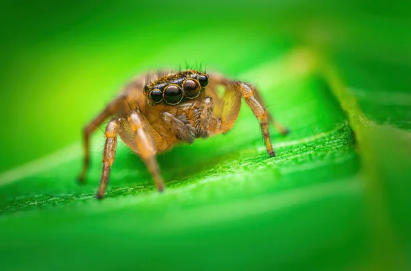 Ugráló Pók Makró Közelkép Egy Zöld Levél — Stock Fotó
