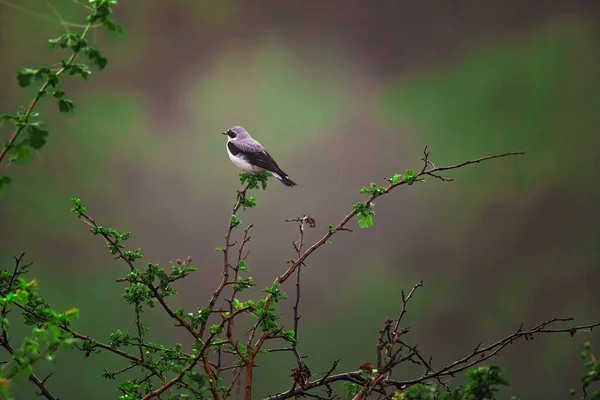 Steinschmätzer Vogel Passantin Steht Auf Einem Blühenden Ast — Stockfoto