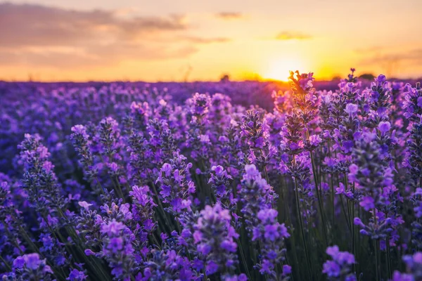 Lavendel Blomma Fältet — Stockfoto