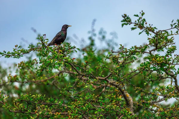 Oiseau Étourneau Commun Debout Sur Une Branche Arbre — Photo