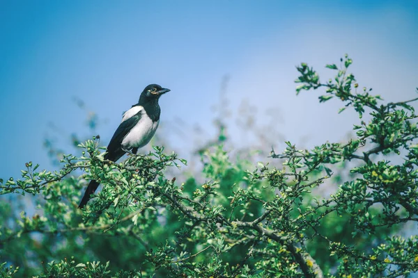 Magpie Pássaro Galho Árvore — Fotografia de Stock