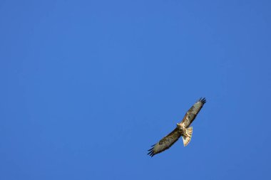 Yırtıcı kuş. Yaygın Şahin. Açık kanatlı Buteo Buteo.