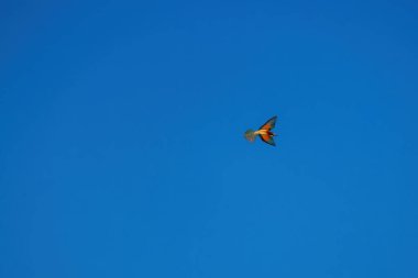 Arı yiyen renkli kuş gökyüzünde uçuyor