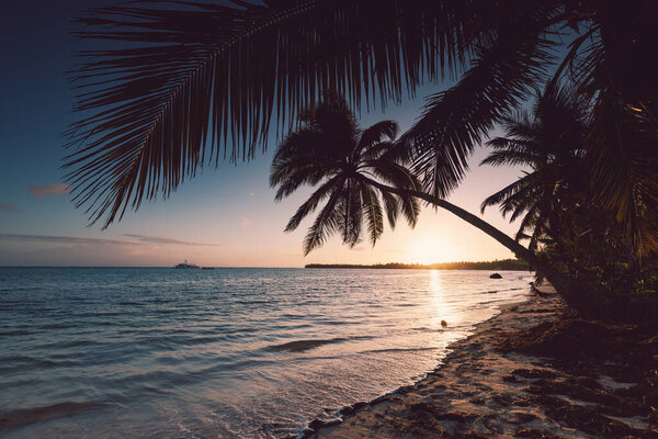 Tropical island beach with palm trees on the Caribbean Sea shore at sunrise.