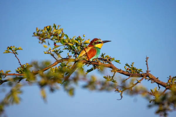 Pássaro Cor Comedor Abelhas Galho Árvore Florescente — Fotografia de Stock