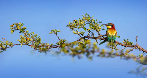 Пчелоед Цветной Птицы Стоит Цветущей Ветке Дерева — стоковое фото