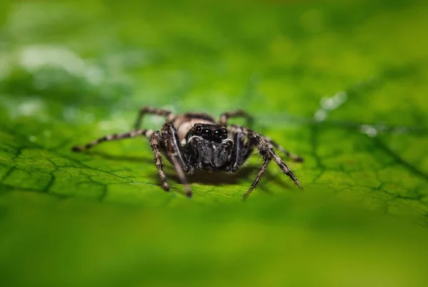 緑の葉の上でクモのマクロを閉じるジャンプ — ストック写真