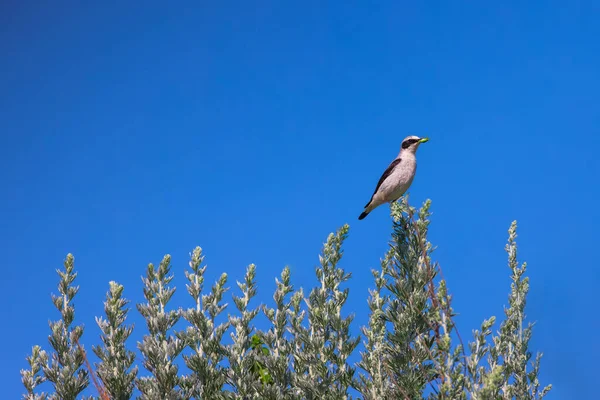 Steinschmätzer Vogel Passantin Steht Mit Heuschrecke Schnabel Auf Einem Blühenden — Stockfoto