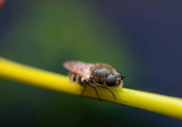 Makroaufnahme Von Bieneninsekten Auf Grünem Pflanzenhintergrund — Stockfoto