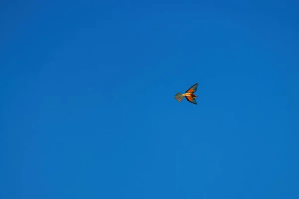 Abelha Comedor Aves Cor Voando Céu — Fotografia de Stock