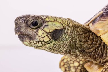 Kaplumbağa kafası beyaz arka planda izole edilmiş.