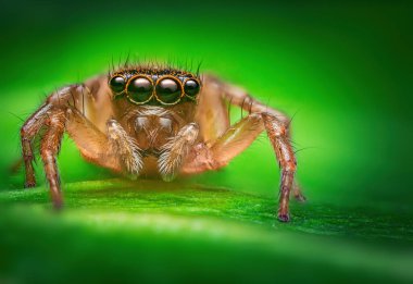 Macro, yeşil bir yaprağın üzerinde zıplayan örümceğe yaklaş